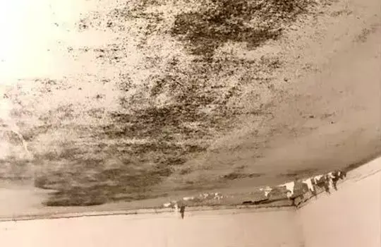 Basement Mold