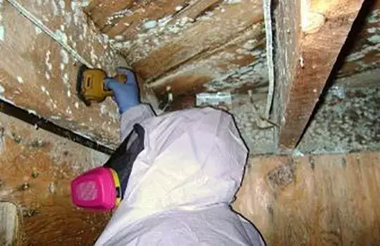 Mold Removal